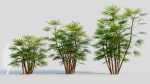 Rhapis humilis c