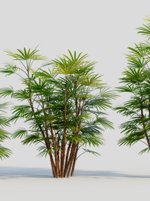 Rhapis humilis c