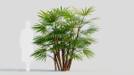 Rhapis humilis c