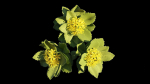 Rhodiola rosea