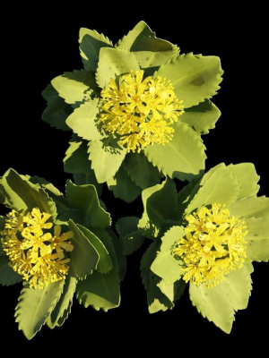 rhodiola-rosea-3d-model-obj-fbx-blend-dae