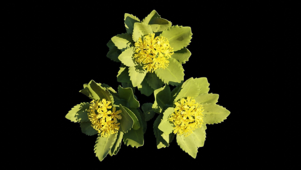 Rhodiola rosea
