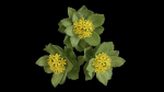 Rhodiola rosea