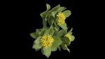 Rhodiola rosea
