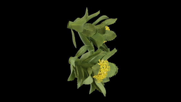 Rhodiola rosea