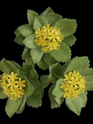 Rhodiola rosea