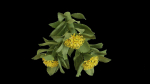 Rhodiola rosea