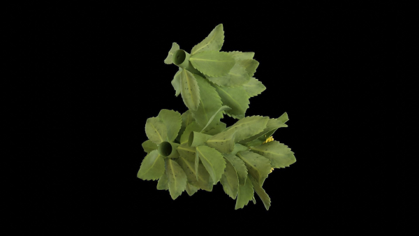 Rhodiola rosea