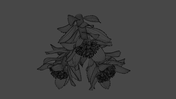 Rhodiola rosea