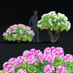Rhododendron hybrida bush