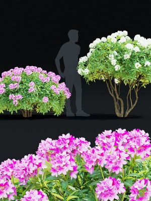Rhododendron hybrida bush
