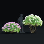 Rhododendron hybrida bush