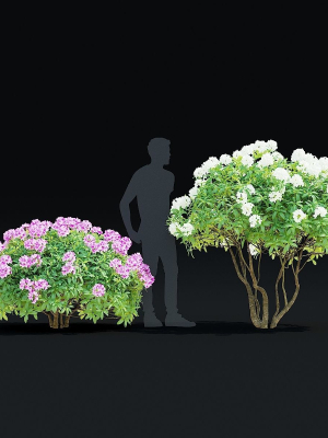 rhododendron-hybrida-bush-3d-model-4faf080f4e