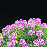 Rhododendron hybrida bush