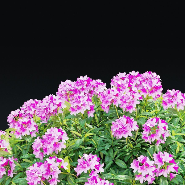 Rhododendron hybrida bush