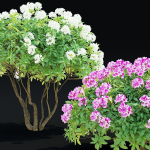 Rhododendron hybrida bush