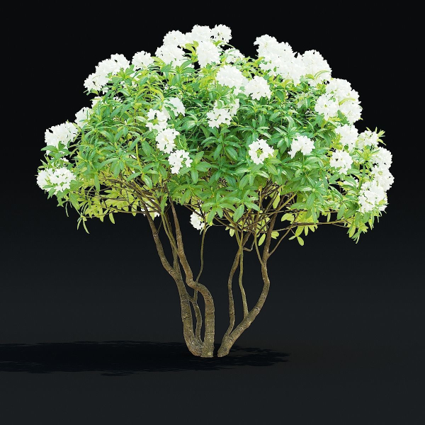 Rhododendron hybrida bush