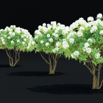 Rhododendron hybrida bush