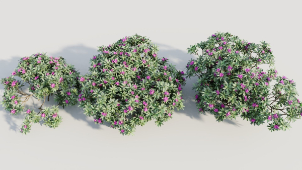 Rhododendron ponticum a
