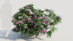 Rhododendron ponticum a