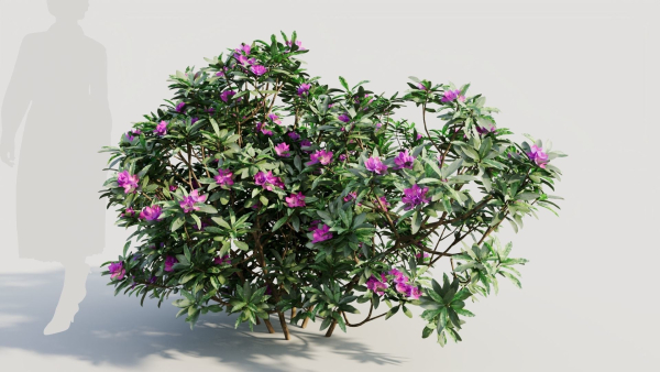 Rhododendron ponticum a