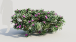 Rhododendron ponticum a