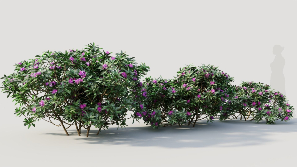 Rhododendron ponticum a