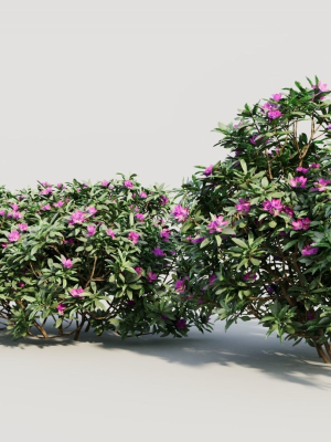 rhododendron-ponticum-a-3d-model-6067c3e6c6