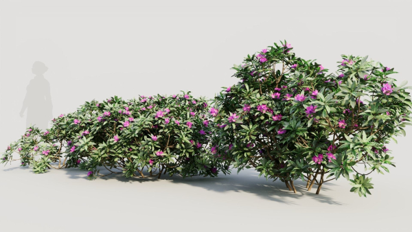 Rhododendron ponticum a