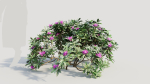 Rhododendron ponticum a