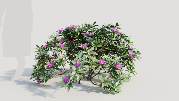 Rhododendron ponticum a