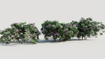Rhododendron ponticum a