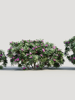 Rhododendron ponticum a