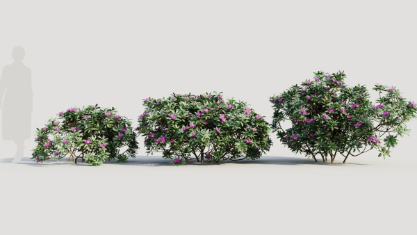 Rhododendron ponticum a