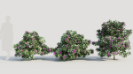 Rhododendron ponticum b