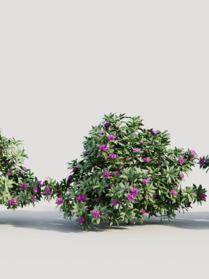 Rhododendron ponticum b