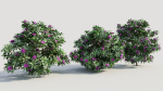 Rhododendron ponticum b