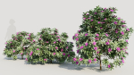 Rhododendron ponticum b