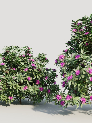 rhododendron-ponticum-b-3d-model-605524ea5b