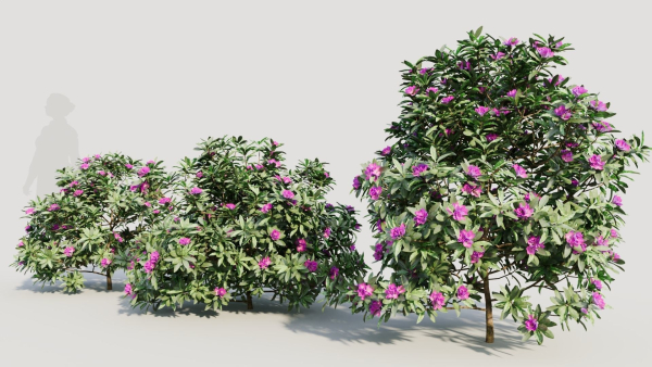 Rhododendron ponticum b