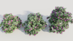 Rhododendron ponticum b