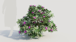 Rhododendron ponticum b