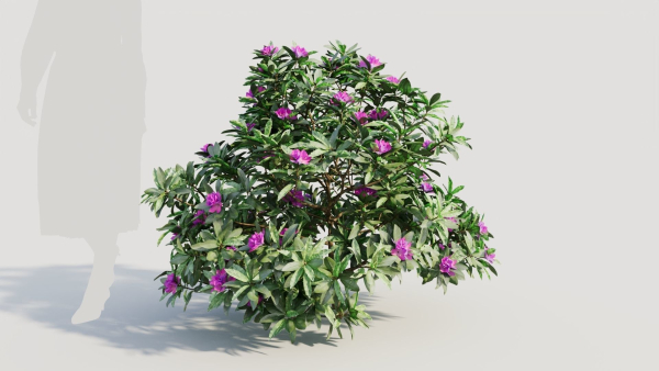 Rhododendron ponticum b
