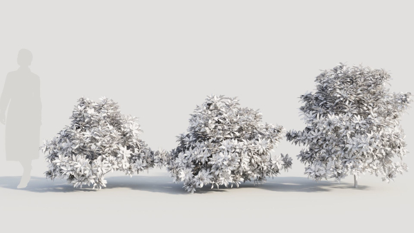Rhododendron ponticum b