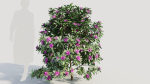 Rhododendron ponticum b
