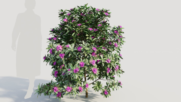 Rhododendron ponticum b