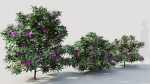 Rhododendron ponticum b