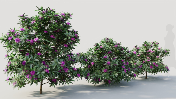 Rhododendron ponticum b