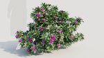 Rhododendron ponticum b