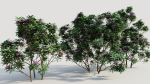 Rhododendron ponticum c